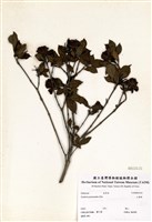 藏品(山黃梔)的圖片
